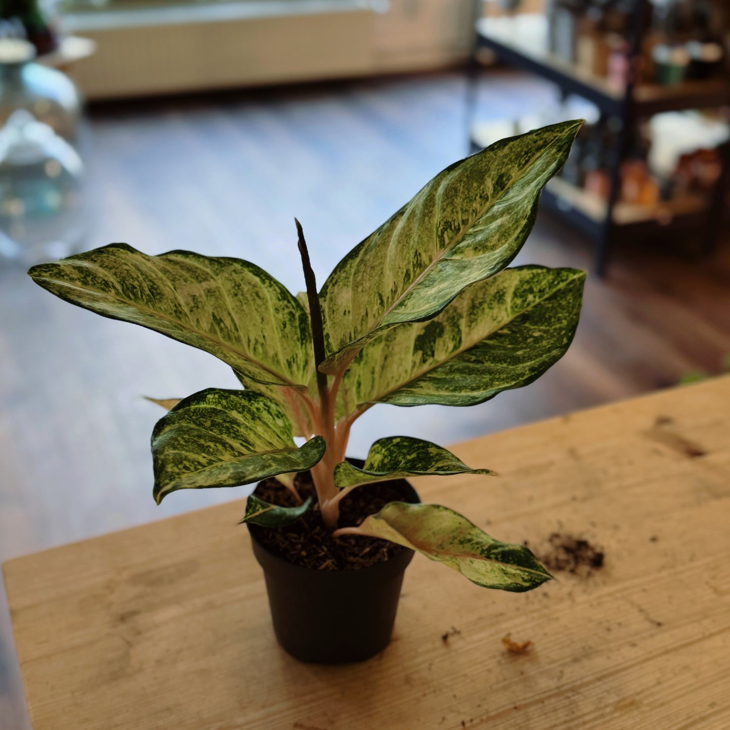 Aglaonema 'Corn Silk'  | Kolbenfaden