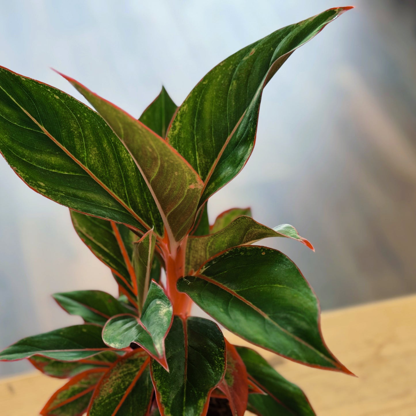 aglaonema jungle red Aglaonema 'Jungle Red'