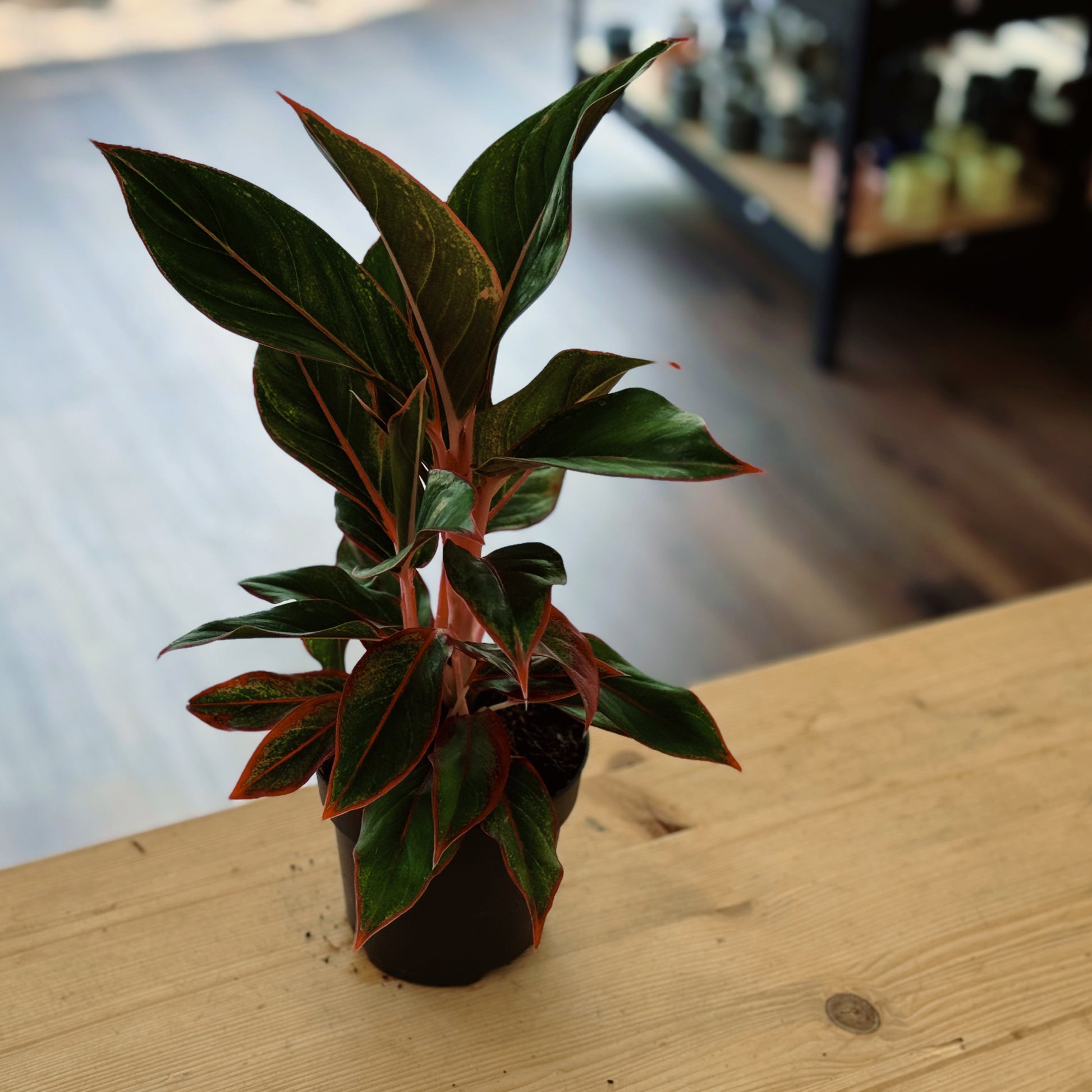 aglaonema kolbenfaden Aglaonema 'Jungle Red'