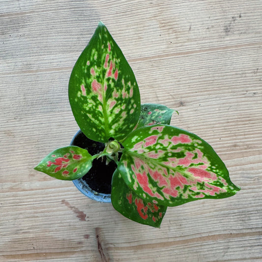 Aglaonema 'Lucky Red' | Kolbenfaden