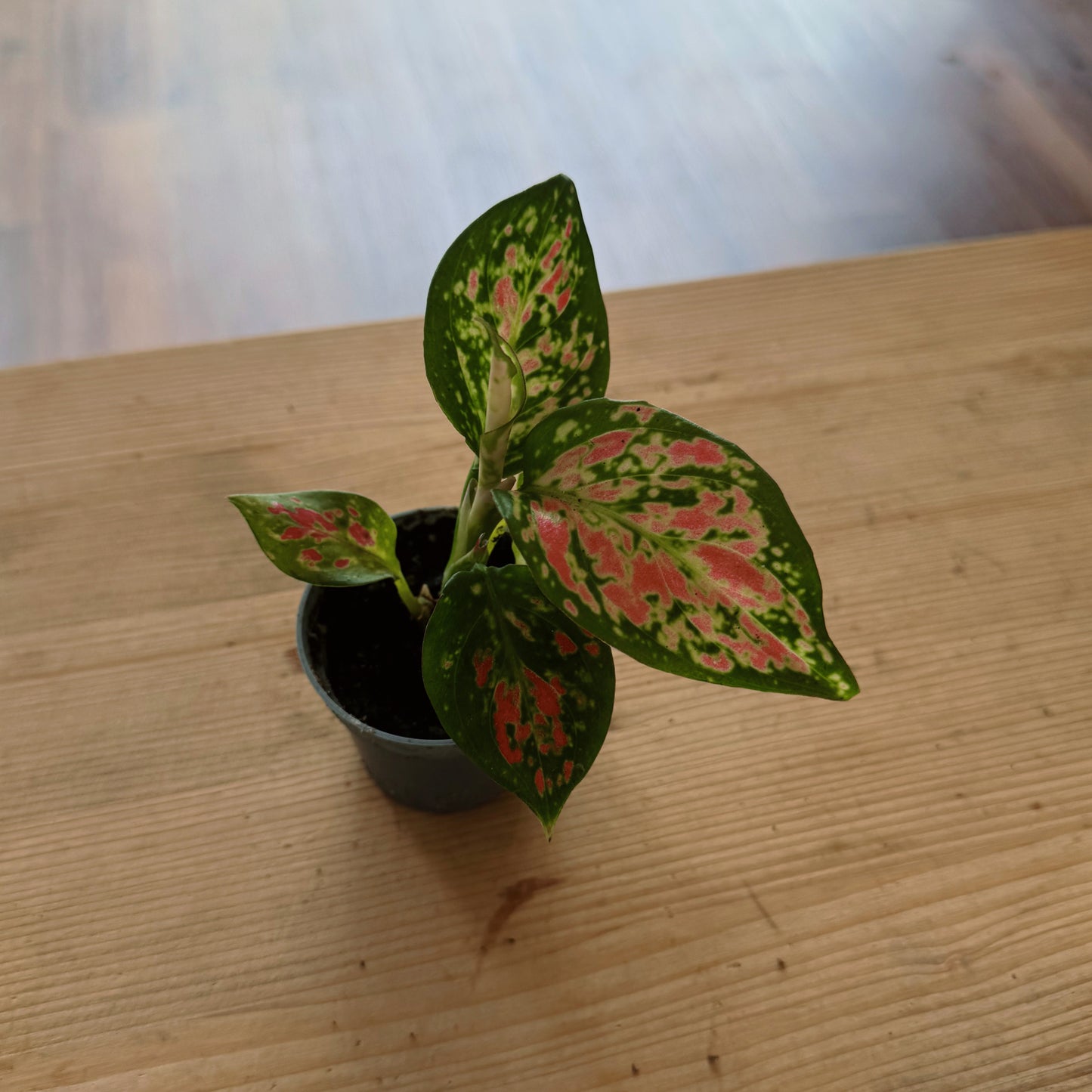 Aglaonema 'Lucky Red' | Kolbenfaden