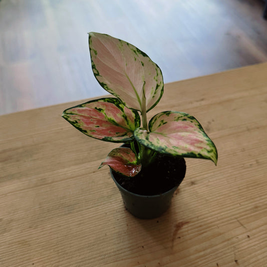 Aglaonema 'Red Valentine' | Kolbenfaden