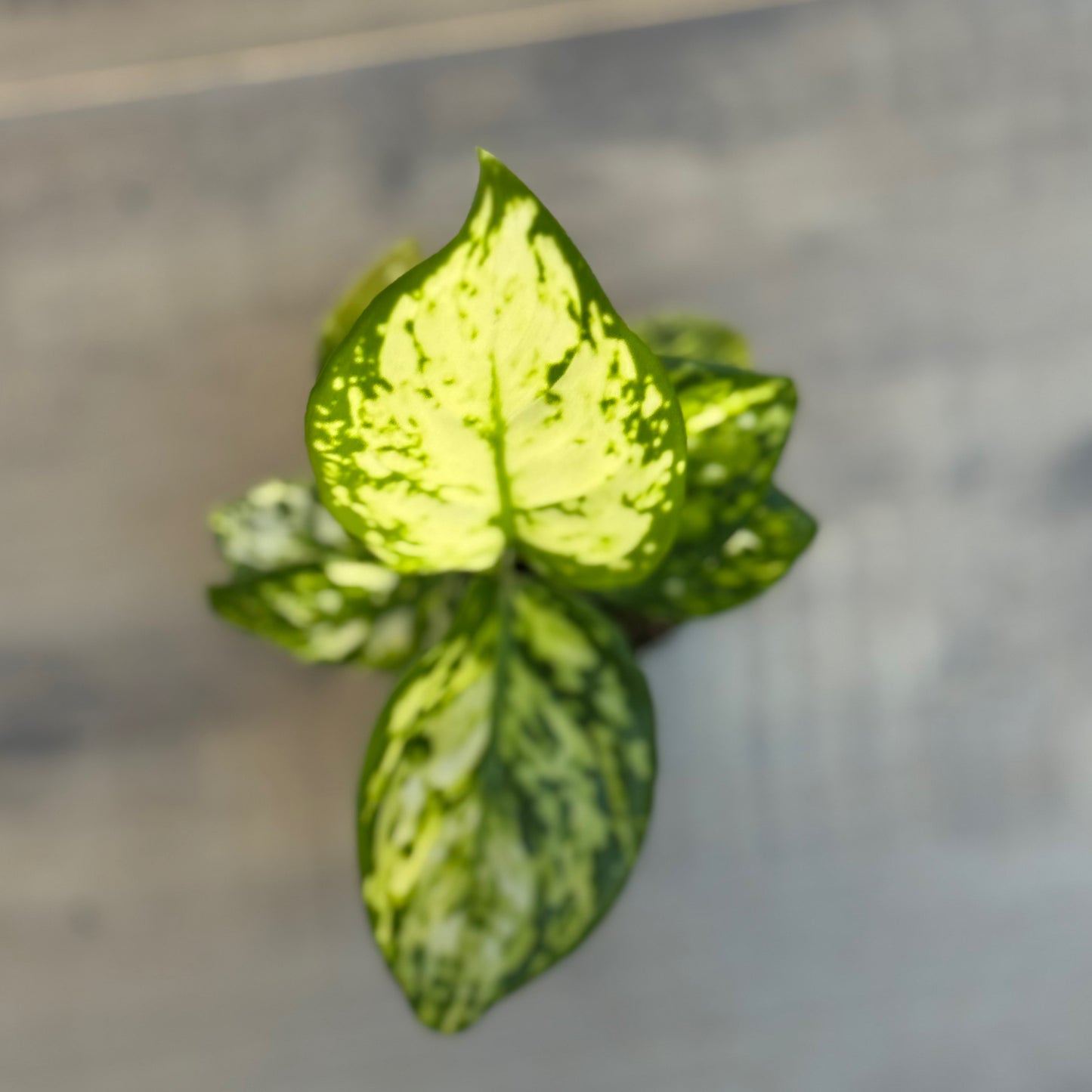 Aglaonema 'Snowflake' | Kolbenfaden