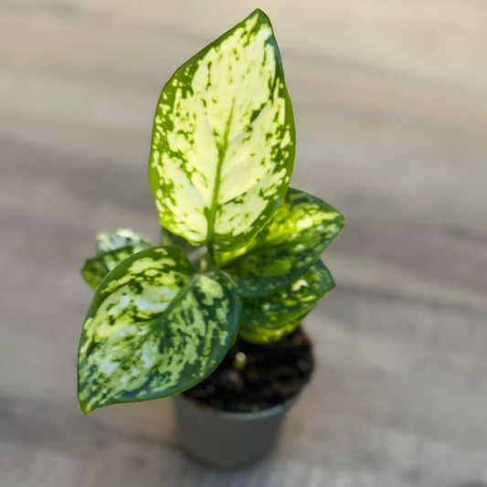 Aglaonema 'Snowflake' | Kolbenfaden