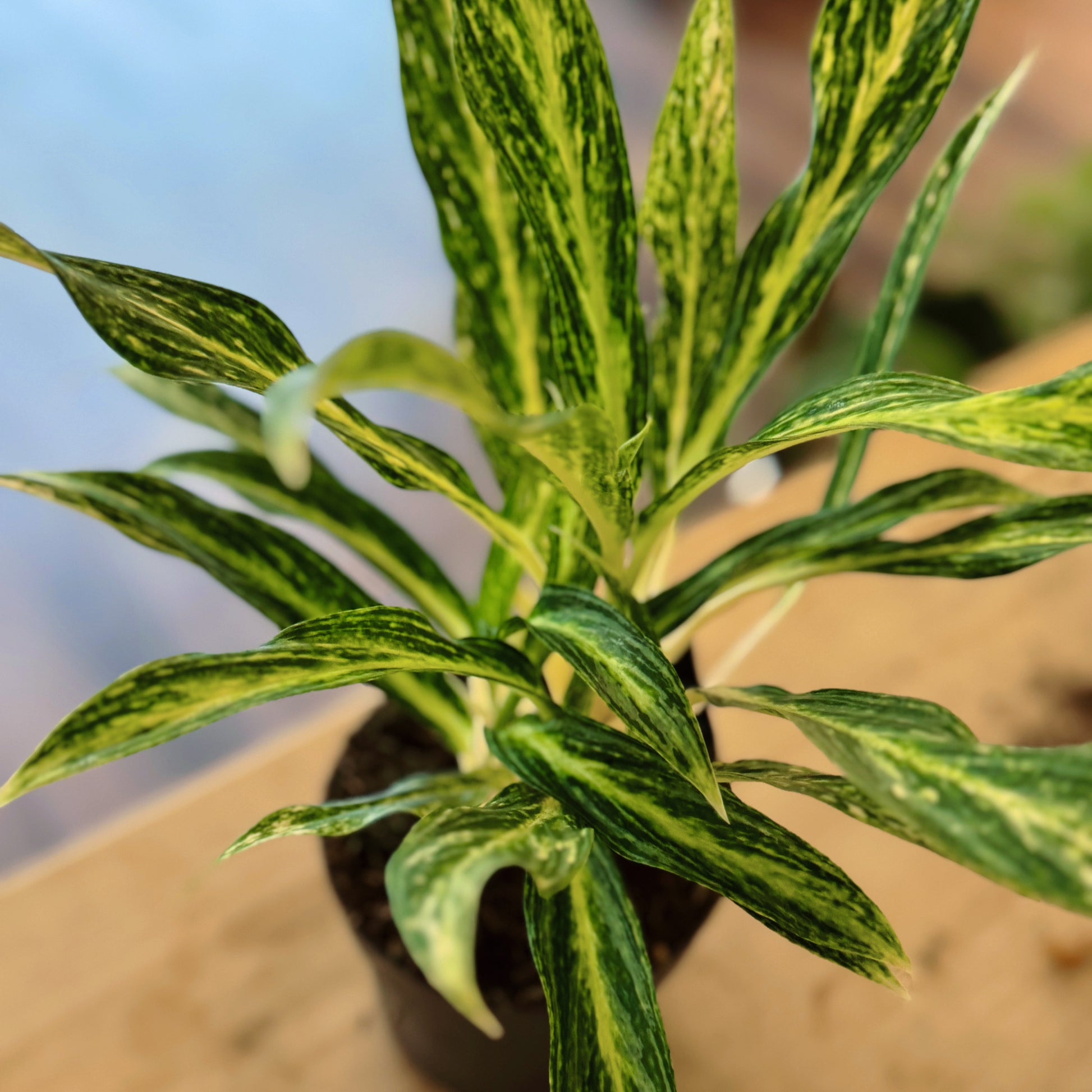 aglaonema kolbenfaden Aglaonema 'Sunray Green'
