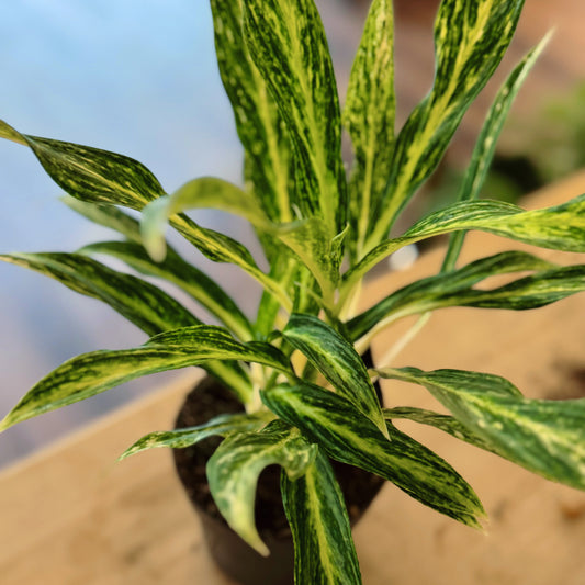 Aglaonema 'Sunray Green'  | Kolbenfaden