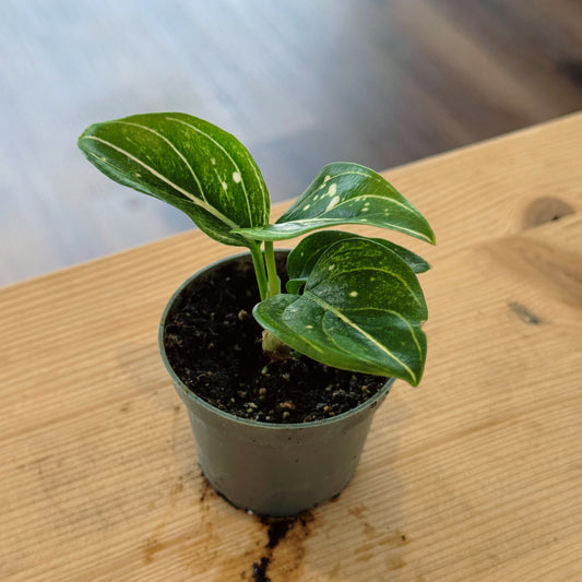Aglaonema 'Tom's Pride' | Kolbenfaden