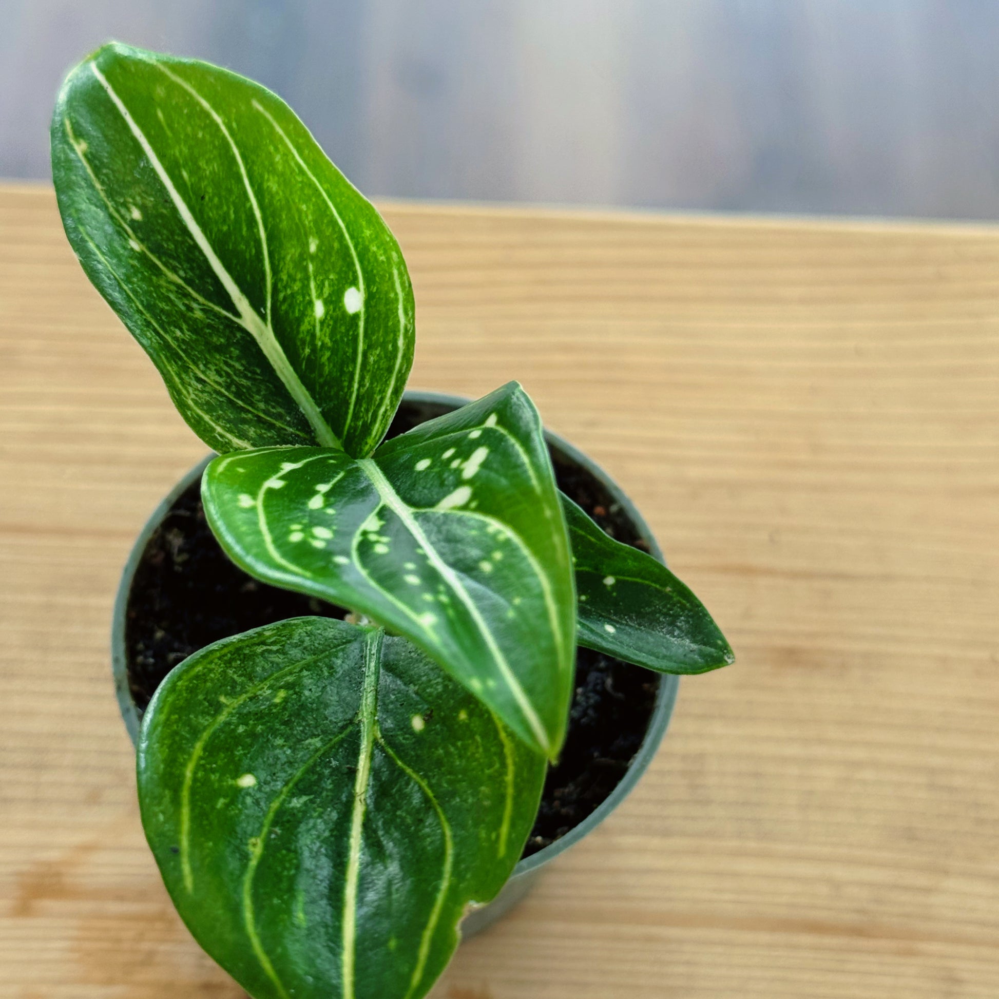 toms pride aglaonema Aglaonema 'Tom's Pride'