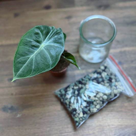 Alocasia Starter Set | Glas + Substrat + Pflanze