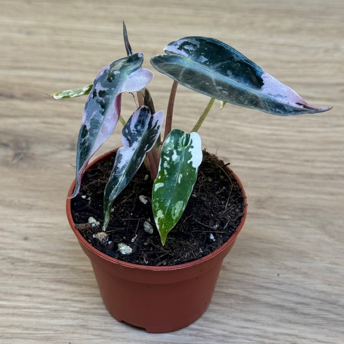 Alocasia ‘Bambino Variegata’ | Variegierte Zwerg-Alokasie | Alokasie | Pfeilblatt | Tropenwurz