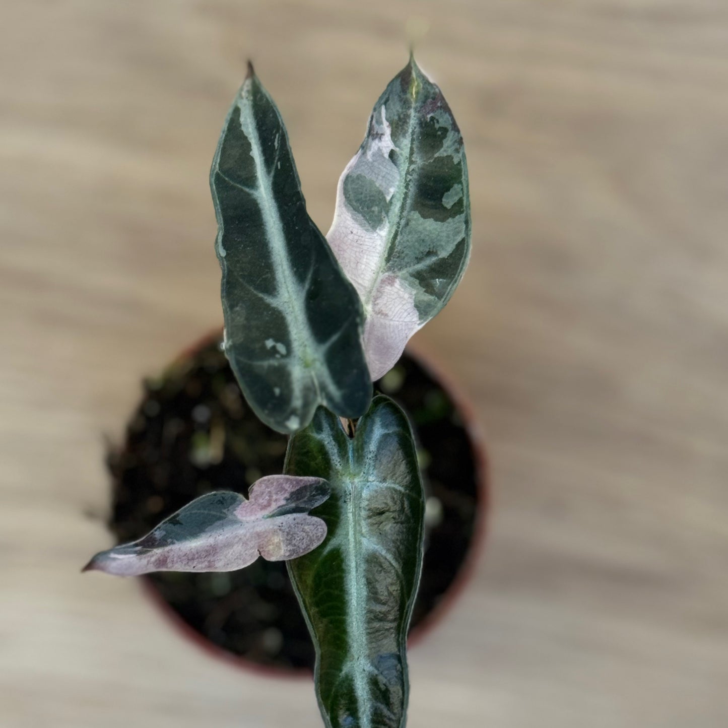 Alocasia ‘Bambino Variegata’ | Variegierte Zwerg-Alokasie | Alokasie | Pfeilblatt | Tropenwurz