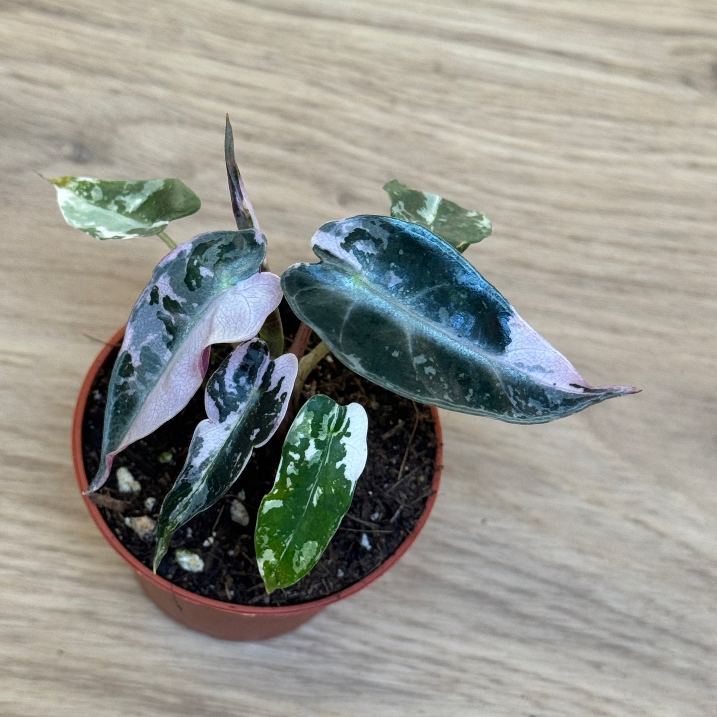 Alocasia ‘Bambino Variegata’ | Variegierte Zwerg-Alokasie | Alokasie | Pfeilblatt | Tropenwurz