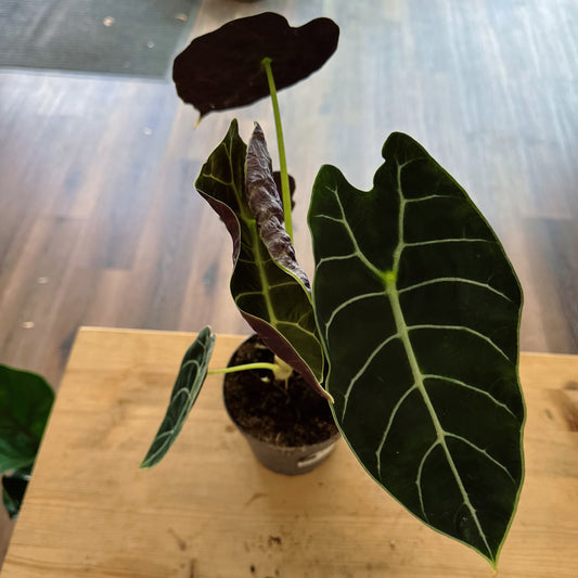 Alocasia  'Pride of Curup' | Pfeilblatt | Tropenwurz