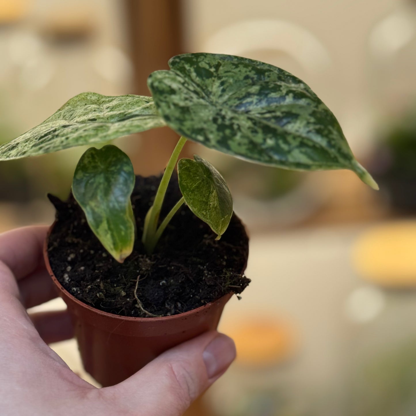 Alocasia baginda 'Dragon Scale Mint' | Alokasie | Pfeilblatt | Tropenwurz