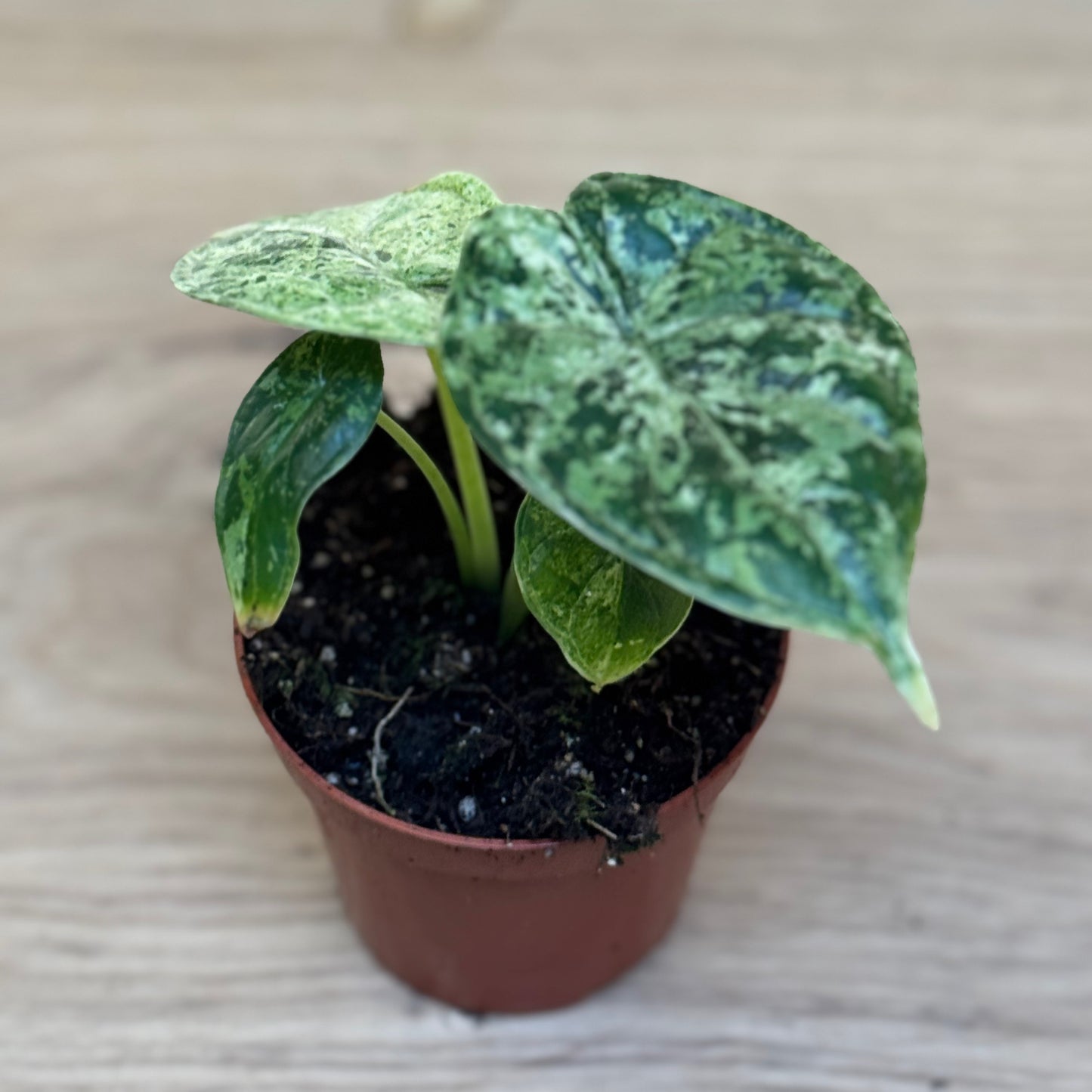 Alocasia baginda 'Dragon Scale Mint' | Alokasie | Pfeilblatt | Tropenwurz
