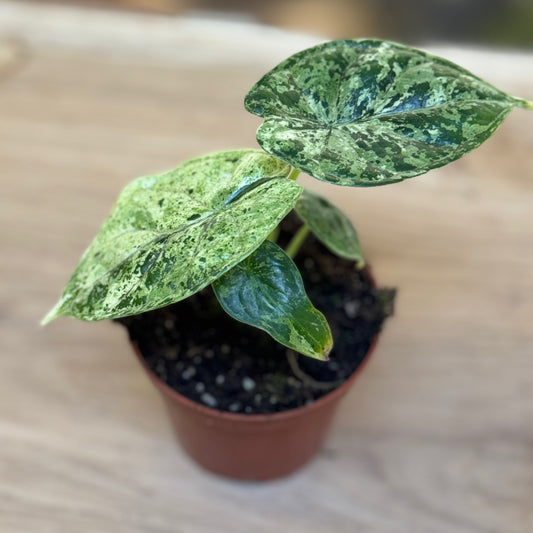 Alocasia baginda 'Dragon Scale Mint' | Alokasie | Pfeilblatt | Tropenwurz