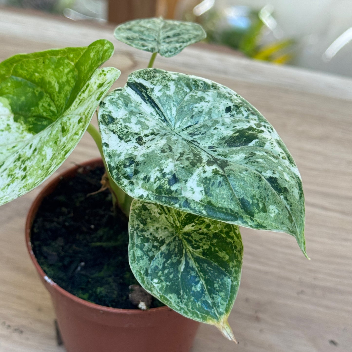 Alocasia baginda 'Dragon Scale Mint' | Alokasie | Pfeilblatt | Tropenwurz