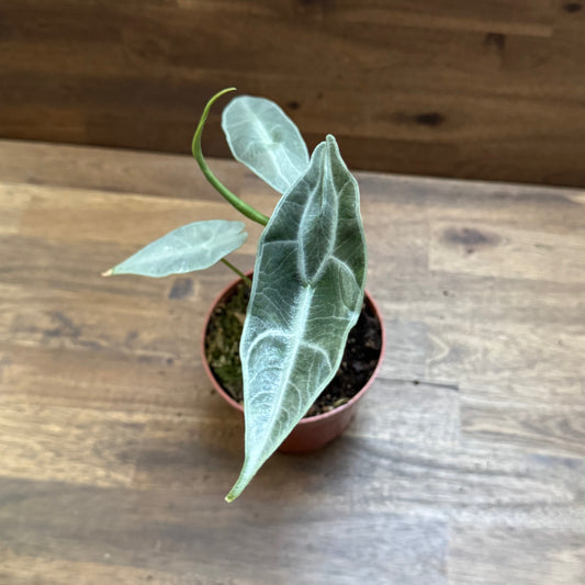 Alocasia longiloba 'Silver' | Pfeilblatt | Tropenwurz