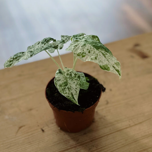 Alocasia macrorrhiza ‘Splash‘ | Pfeilblatt | Tropenwurz