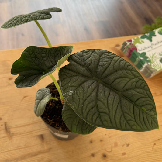 Alocasia melo | Pfeilblatt | Tropenwurz