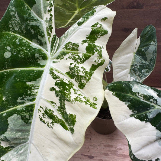 Alocasia micholitziana ‘Frydek Variegata’ | Pfeilblatt | Tropenwurz