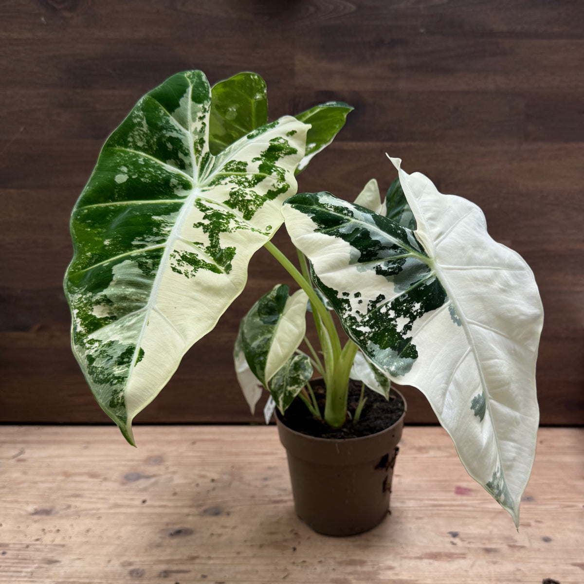 Alocasia micholitziana ‘Frydek Variegata’ | Pfeilblatt | Tropenwurz