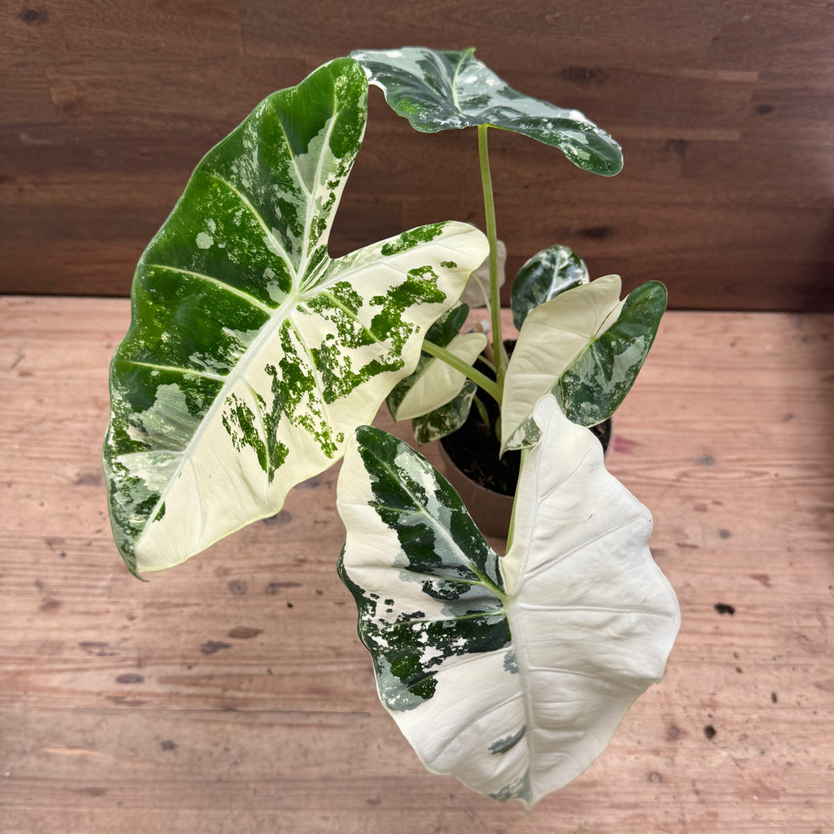 Alocasia micholitziana ‘Frydek Variegata’ | Pfeilblatt | Tropenwurz