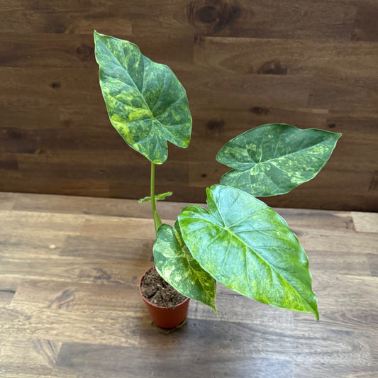 Alocasia odora ‘Variegata’ | Pfeilblatt | Tropenwurz