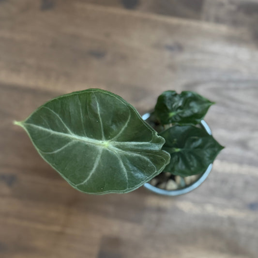 Alocasia x longiloba ‘Pink Dragon‘ | Pfeilblatt | Tropenwurz