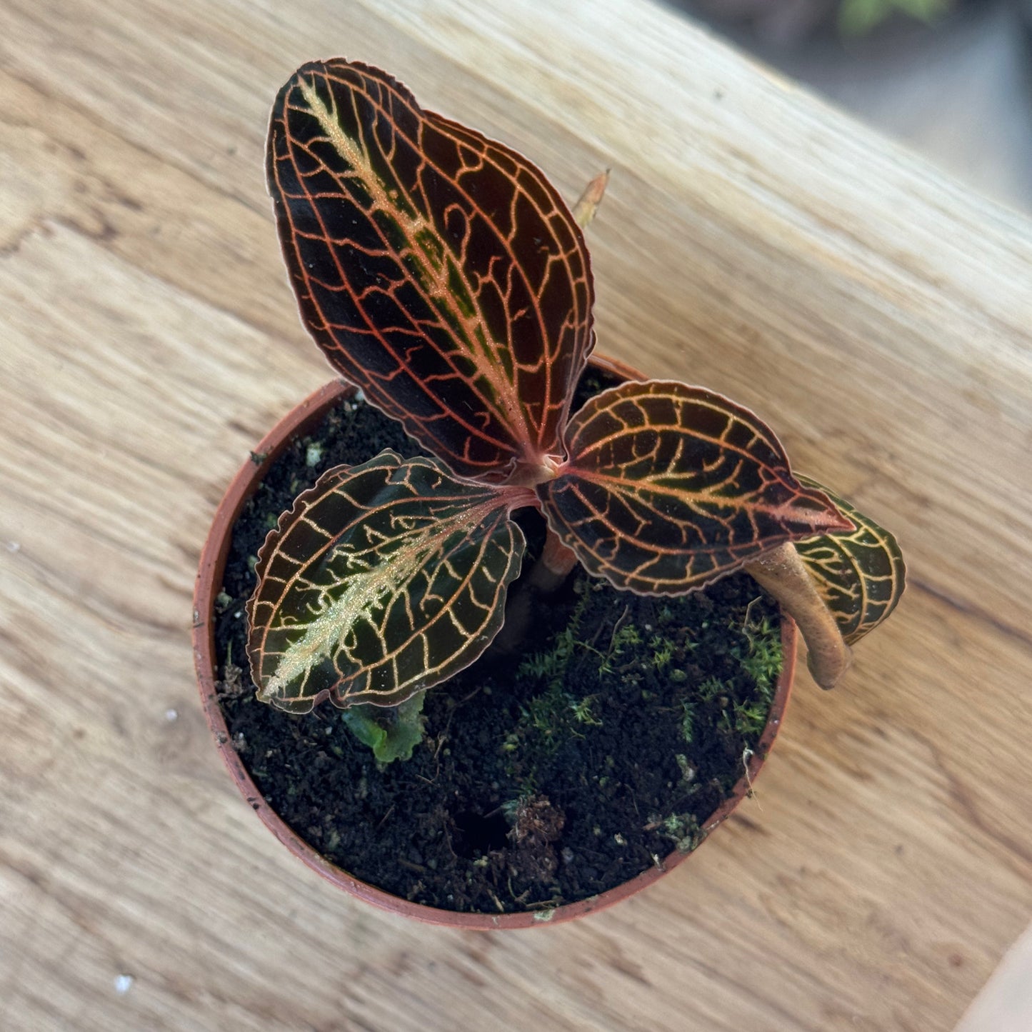 Anoectochilus albolineatus | Juwelorchidee
