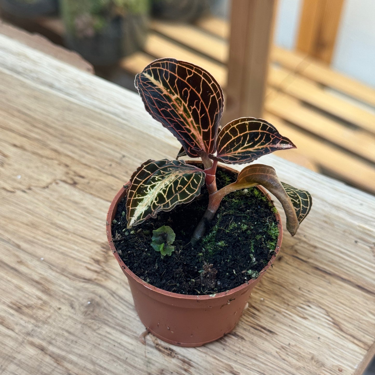 Anoectochilus albolineatus | Juwelorchidee