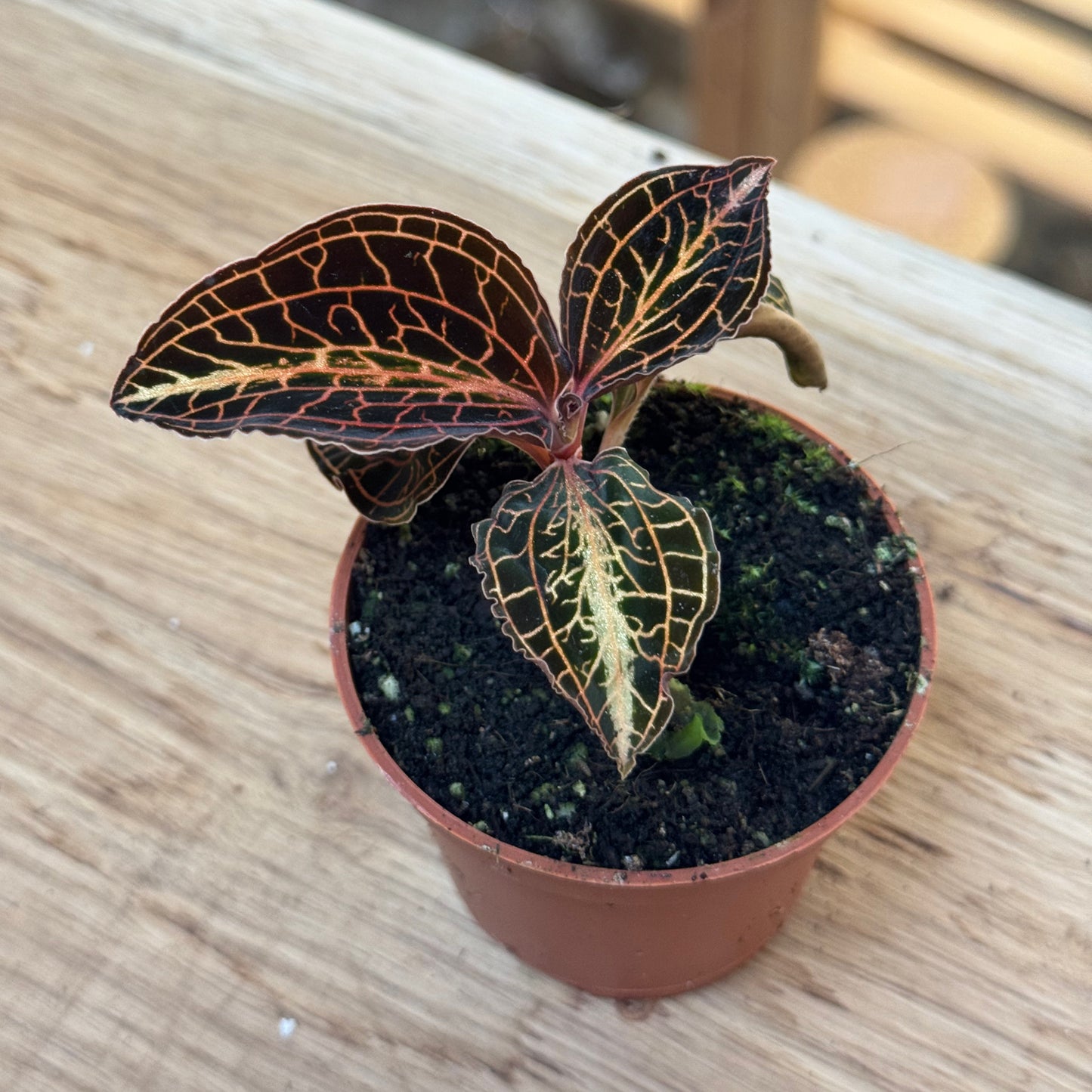 Anoectochilus albolineatus | Juwelorchidee