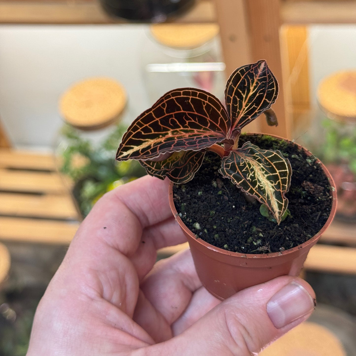 Anoectochilus albolineatus | Juwelorchidee