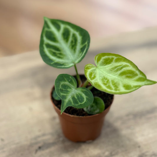 Anthurium crystallinum 'Silver Blush' | Kristall-Anthurie