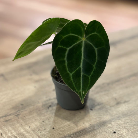 Anthurium magnificum  | Anthurie