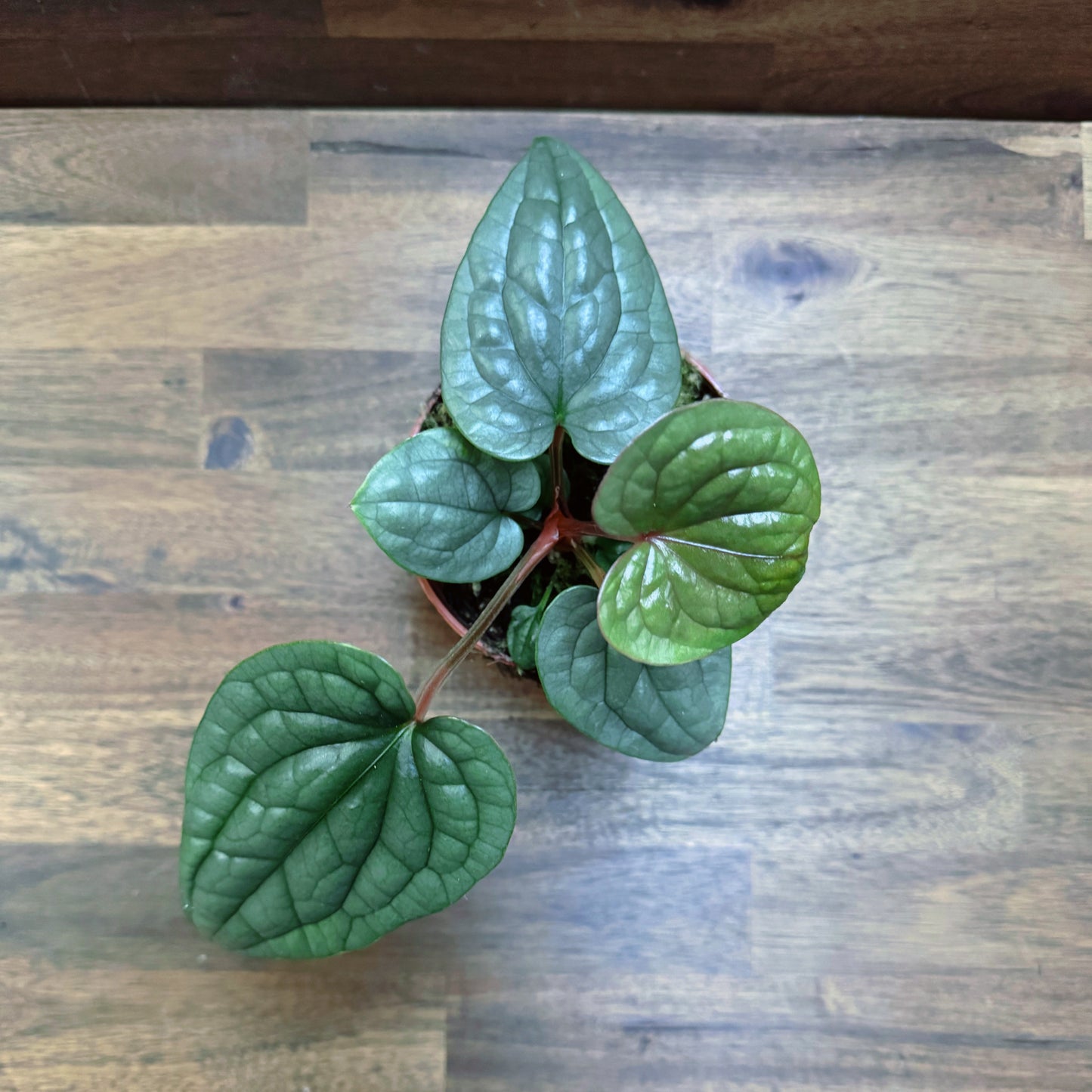 Anthurium luxurians   | Anthurie