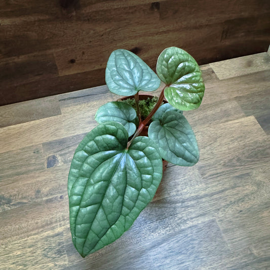 Anthurium luxurians   | Anthurie