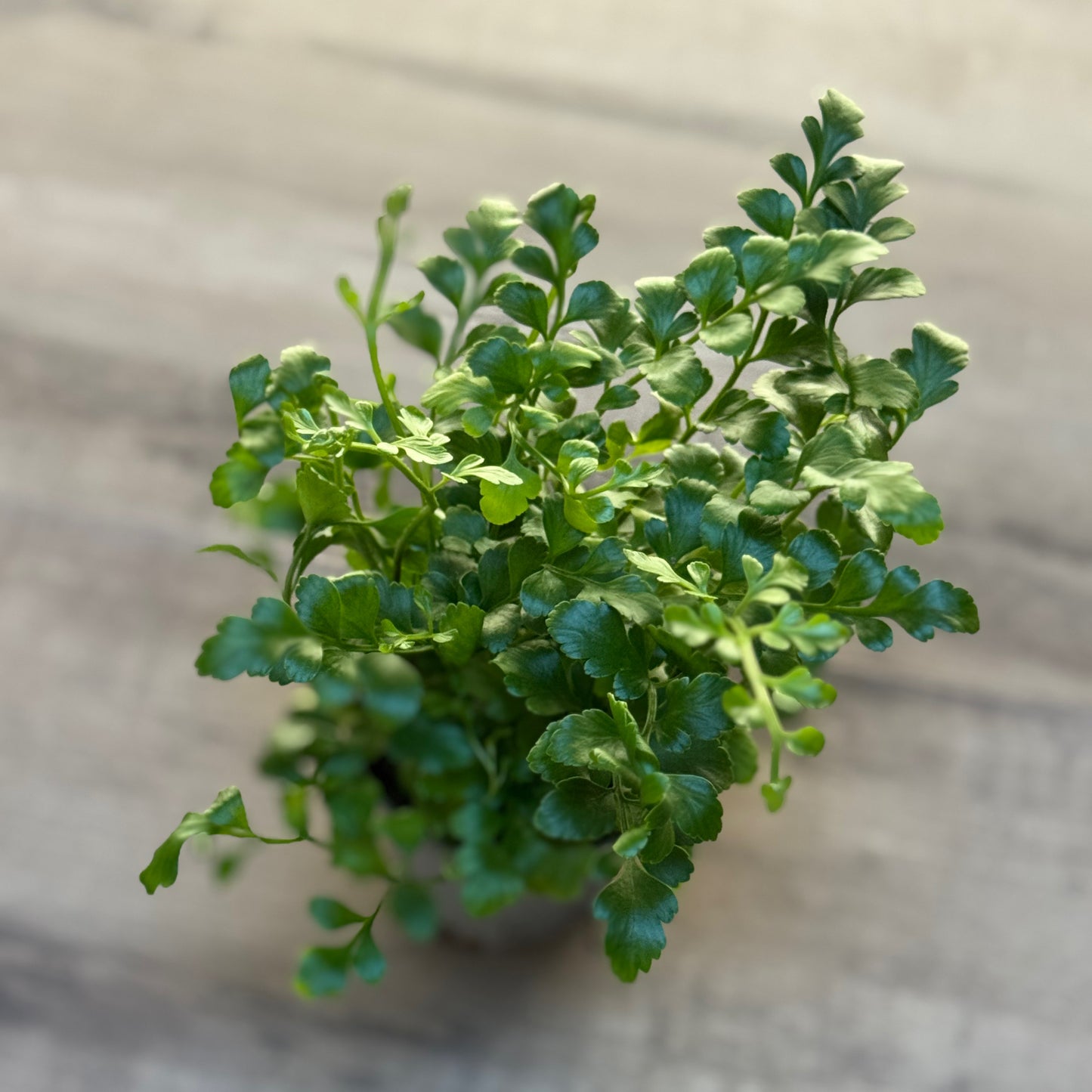Asplenium 'Parvati'