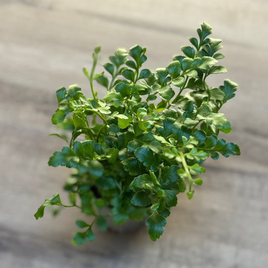 Asplenium 'Parvati'