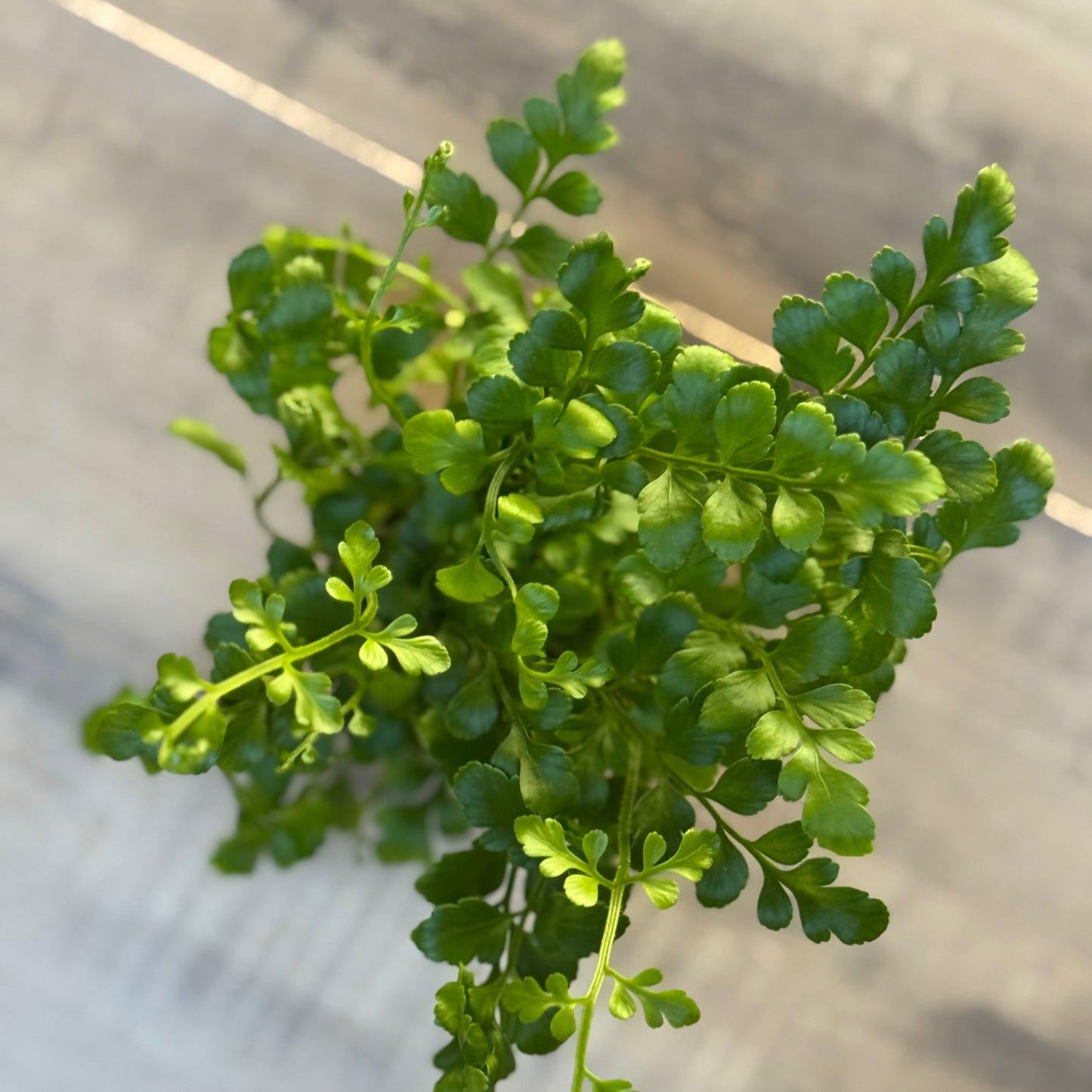 Asplenium 'Parvati'