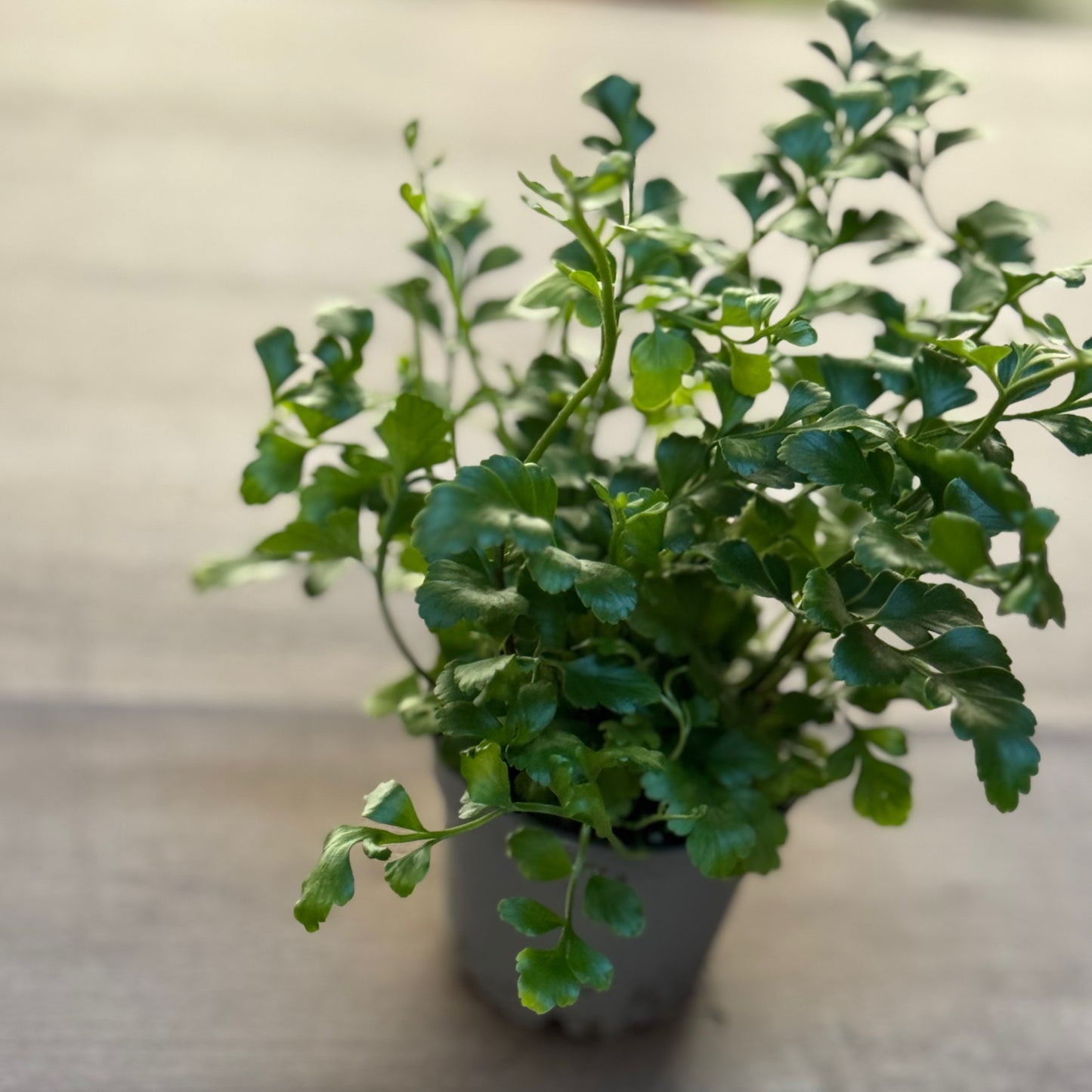 Asplenium 'Parvati'