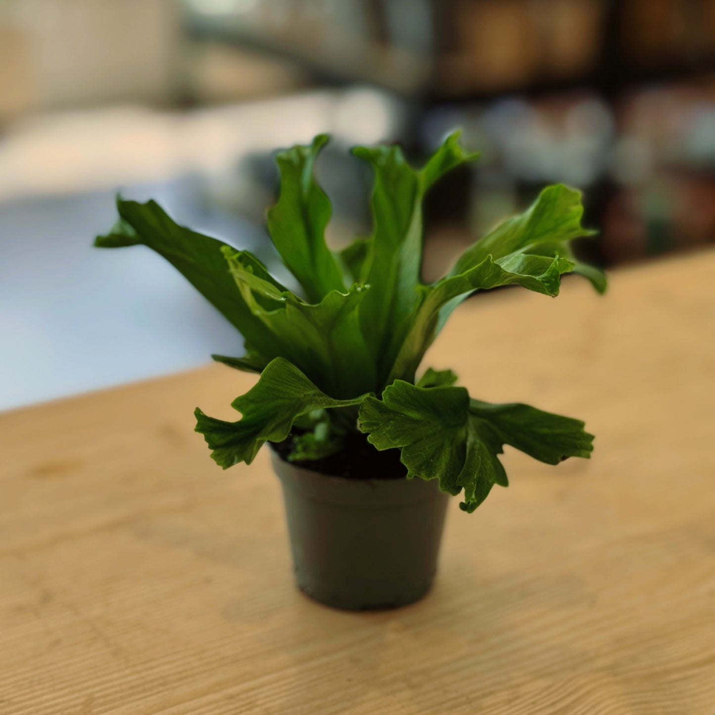 Asplenium antiquum 'Leslie' | Nestfarn