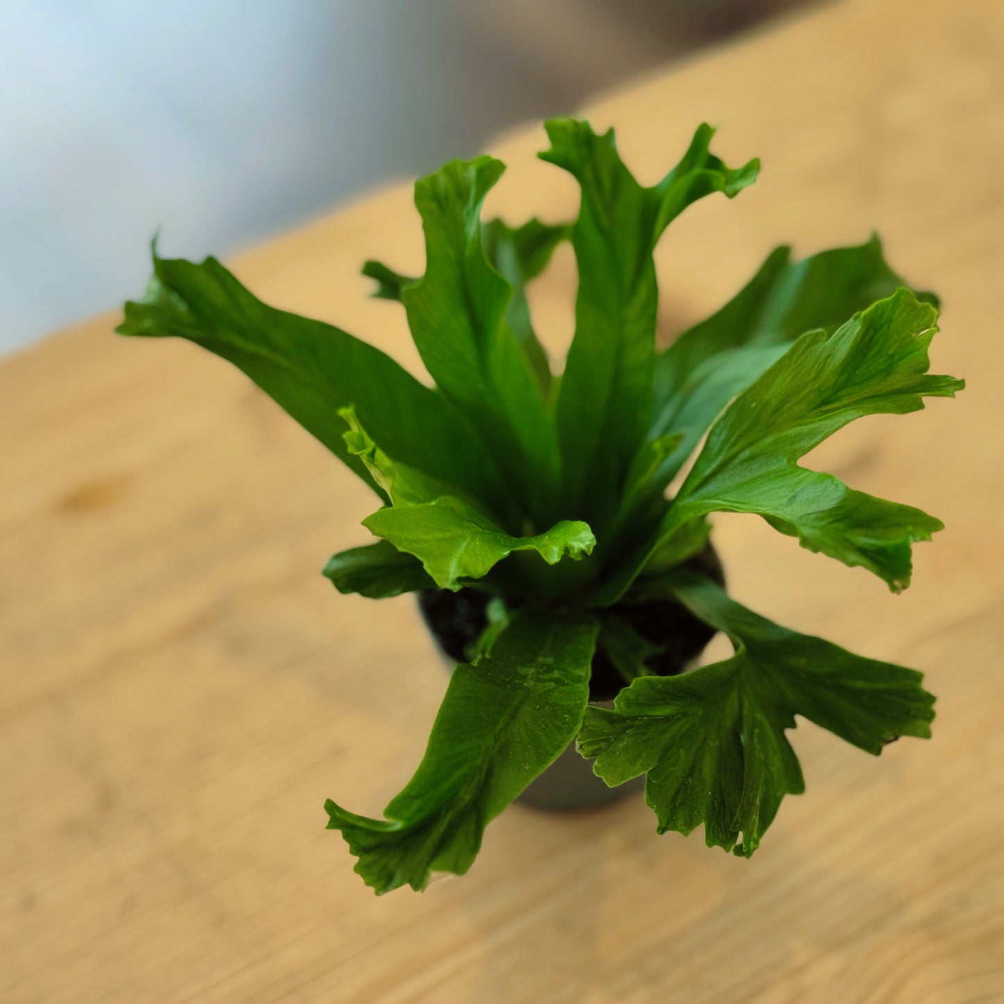 Asplenium antiquum 'Leslie' | Nestfarn