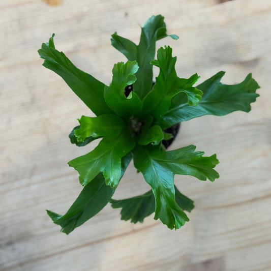 Asplenium antiquum 'Leslie' | Nestfarn
