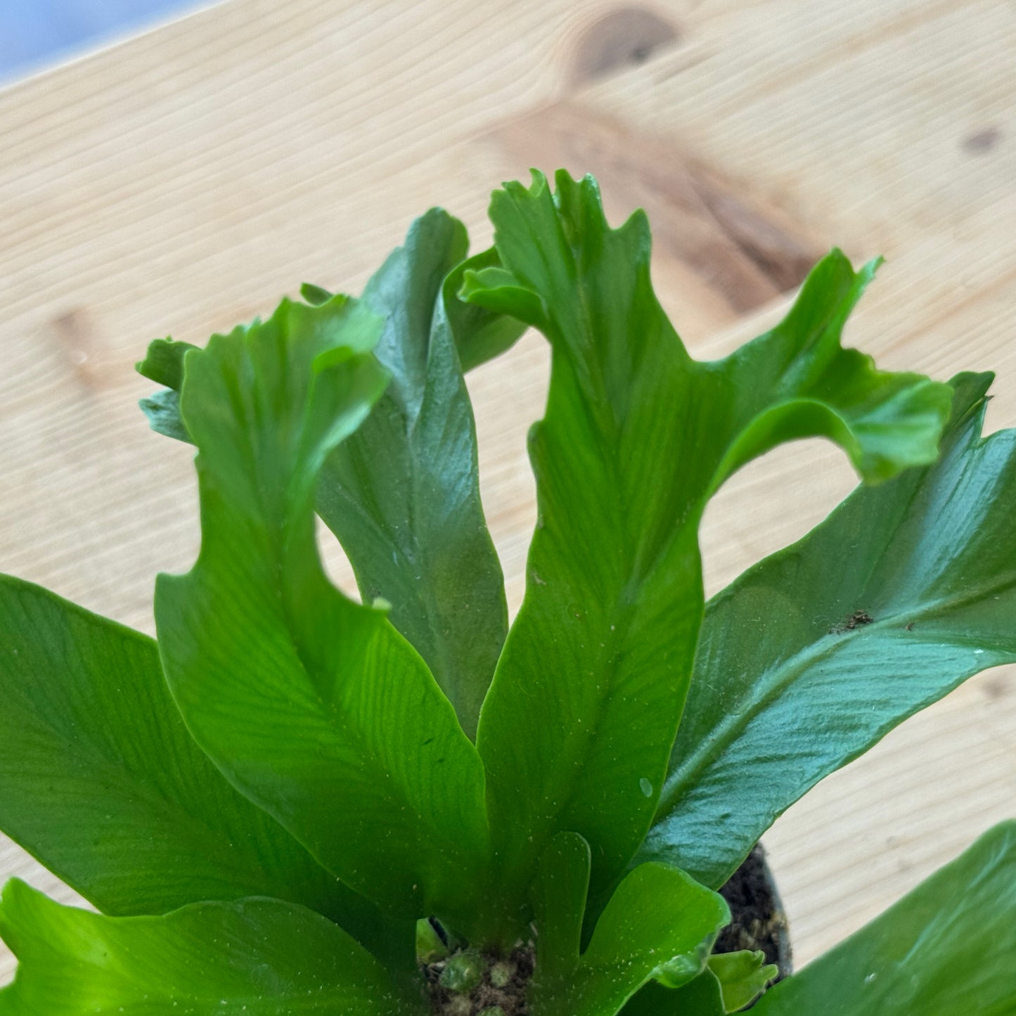 Asplenium antiquum 'Leslie' | Nestfarn