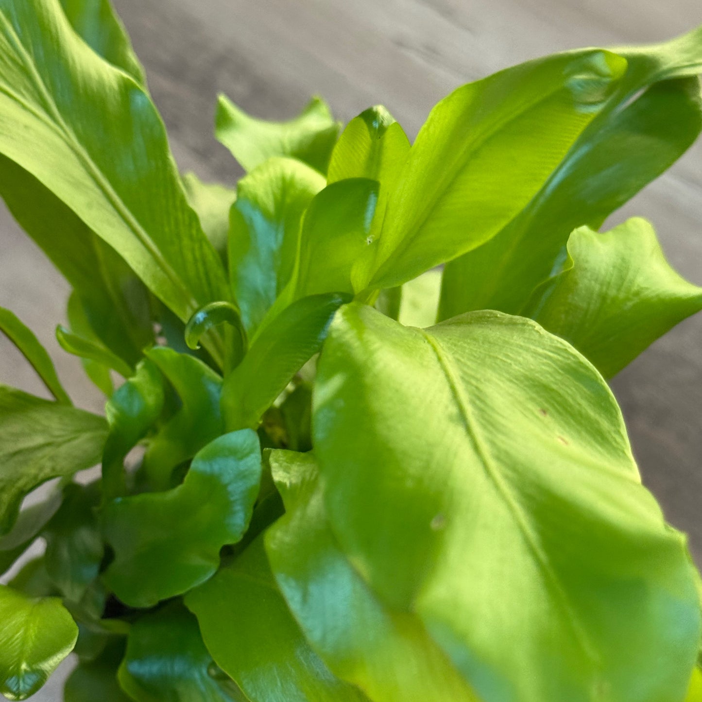 Asplenium nidus  | Nestfarn