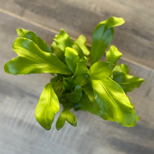 Asplenium nidus  | Nestfarn