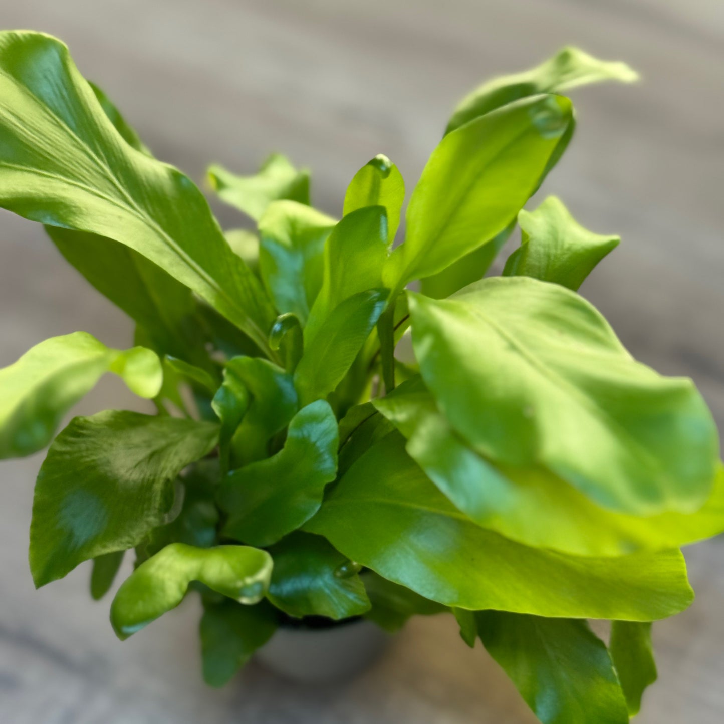 Asplenium nidus  | Nestfarn