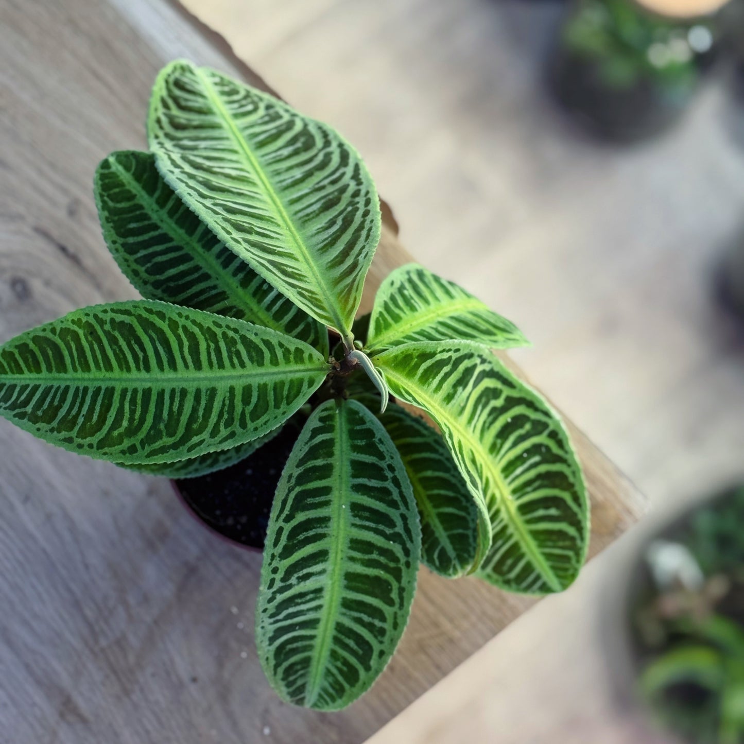 Labisia sp. 'Japonica' | Zier-Labisia | 'Jewel Plant'