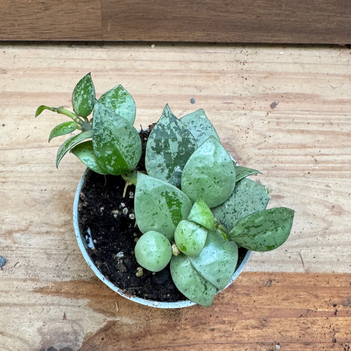Hoya krohniana ‚Super Silver‘, Wachsblume